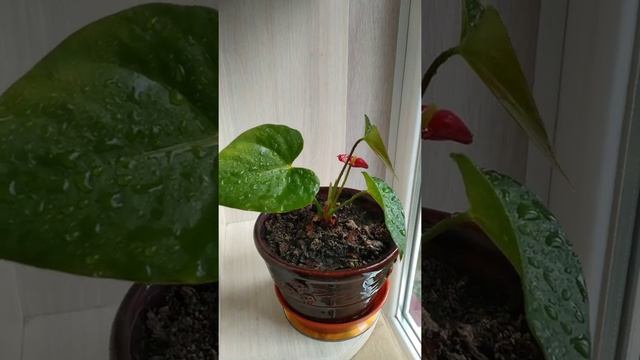 Комнатный цветок Антуриум Андре (Anthurium Andreanum)