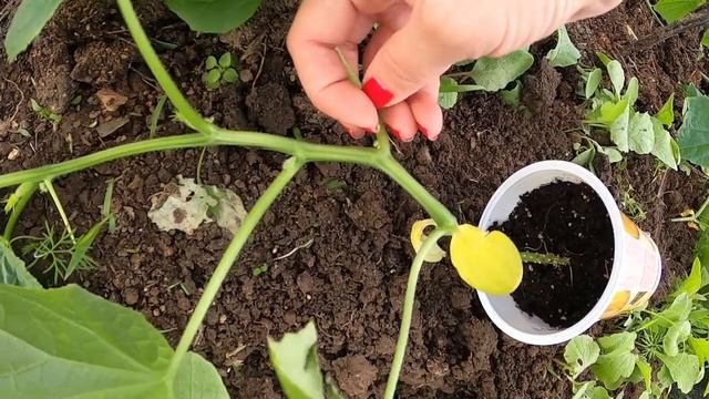 НЕ ГРУЗИТЕ СВОИ ОГУРЦЫ! Посадка рассады огурцов, правильная формировка. смотреть онлайн