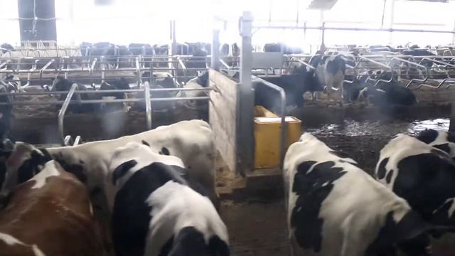 Самый большой Коровник! Красный маяк открытие комплекса на 3600 голов КРС в городе Ростов. смотреть онлайн