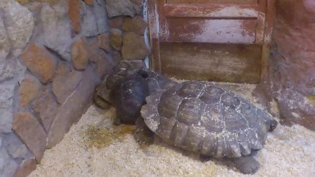 Шпороносная черепаха. смотреть онлайн