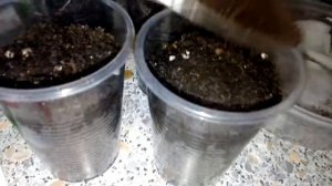 Посадка и пикировка огурцов Зозуля