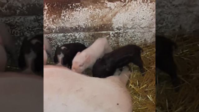 Правда ли что каждый поросёнок сосёт определённый сосок? Ответ подписчику. смотреть онлайн