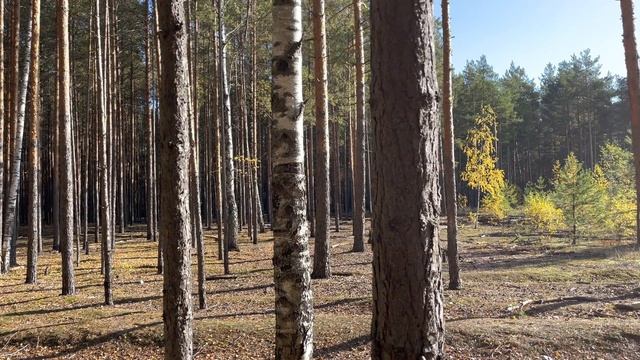 Грибы после мороза! Вести из леса. Октябрь смотреть онлайн