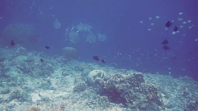 🟣 1 Hour Stunning Underwater Coral Reef Fish + [Relax Music]