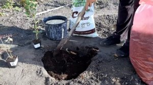 Посадка голубики осенью. Быстро и просто. 100% приживаемость! #голубика #нашадача #самаяудачнаядача