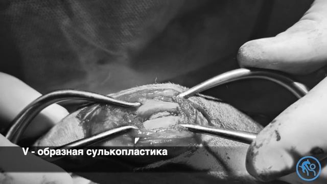 Разрыв ПКС и вывих коленной чашечки у собаки смотреть онлайн