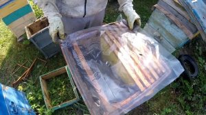 Мёд диких пчёл.Бродячие рои в ловушках. Распаковка больших роёв! Роеловство 2020 года.