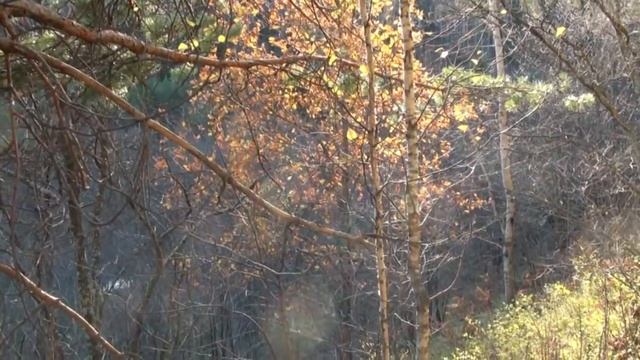 Берда смотреть онлайн