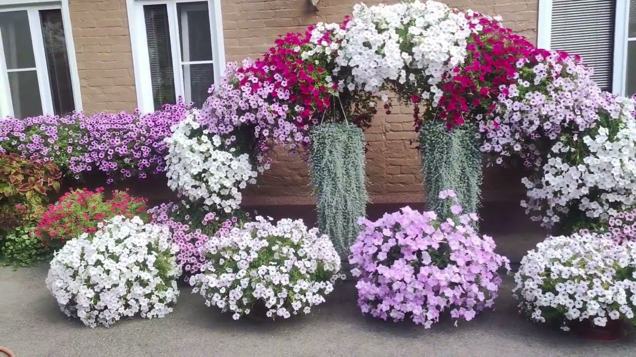 Болят спина и руки от работы в саду. Теперь поливаю только так. Как облегчить труд. смотреть онлайн