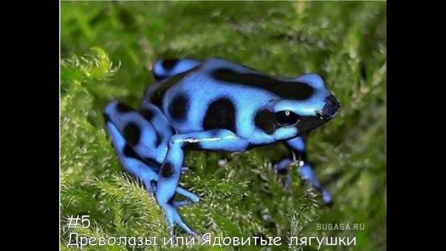 Топ 10 самых ядовитых животных в мире смотреть онлайн