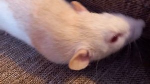 плюсы и минусы домашних крыс