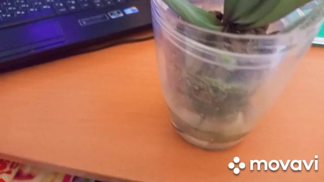 23.01.2023 г. ВОЗРОЖДЕНИЕ ОРХИДЕИ SPARKC ( ИСКРЫ)!!! ( Можно сказать с нуля) смотреть онлайн