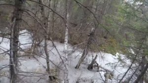 Поймал 27го волка. 1 мая 2021 год // ОХОТА НА ВОЛКА В БУРЯТИИ/ Регулирование численности волка