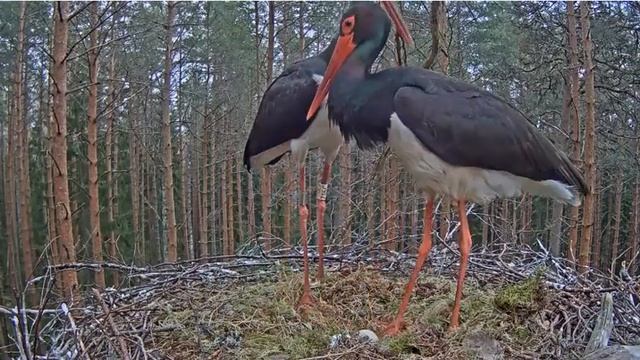 Черный аист . Взволнованная аистиха. Agitated stork. смотреть онлайн