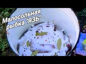 Засолка рыбы дедовским  способом! Простой и надёжный рецепт- _Малосольный язь_ !!!
