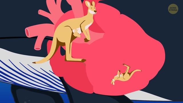 Dlaczego koty nie powinny jeść karmy dla psów смотреть онлайн