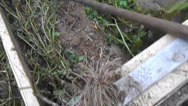 Сравниваем картофель Голубой дунай и Финская