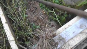 Сравниваем картофель Голубой дунай и Финская