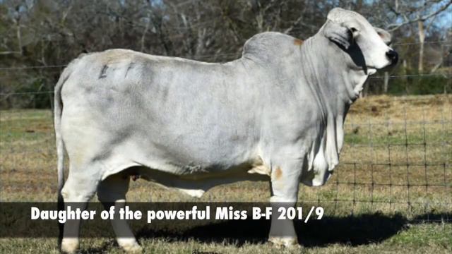 Moreno Ms. Lady Beatrice 954/1 смотреть онлайн