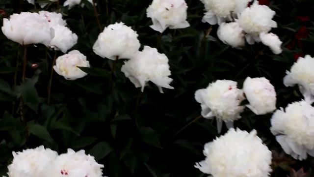 Lactiflora Festiva Maxima | R2 Flowers BV | Peonies смотреть онлайн