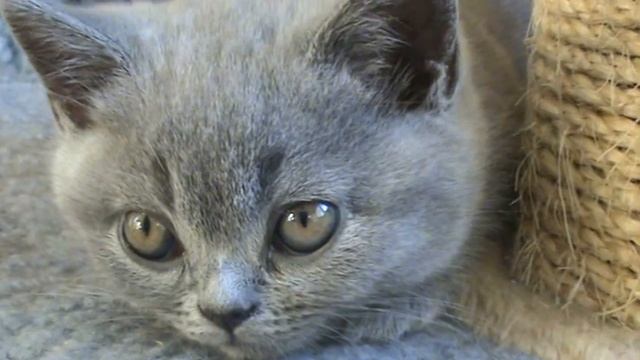 Эти глаза напротив. Британский котенок. смотреть онлайн