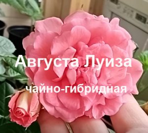 Августа Луиза чайно-гибридная роза