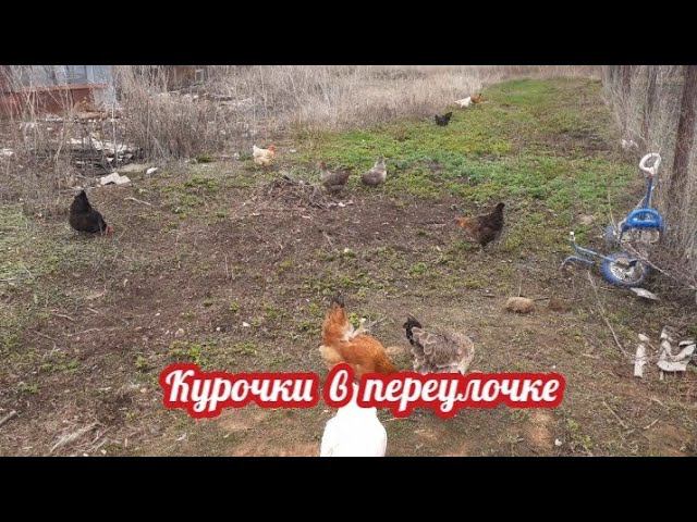 Курочки, улица, свобода..... смотреть онлайн