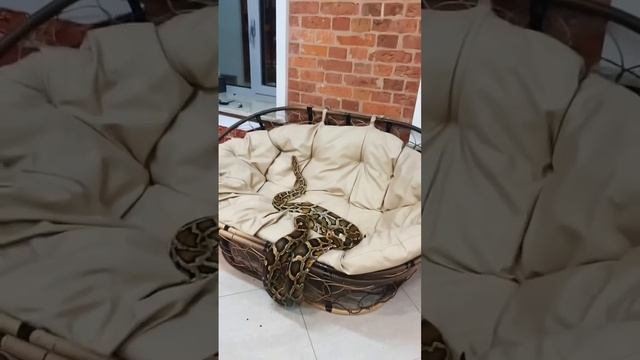 Хотите такого себе домой?