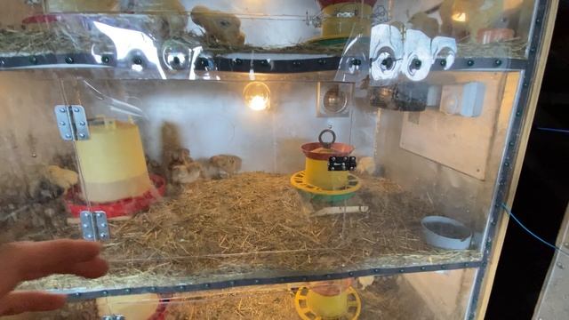 обзор цыплят в брудере на 23 мая 2023 года смотреть онлайн