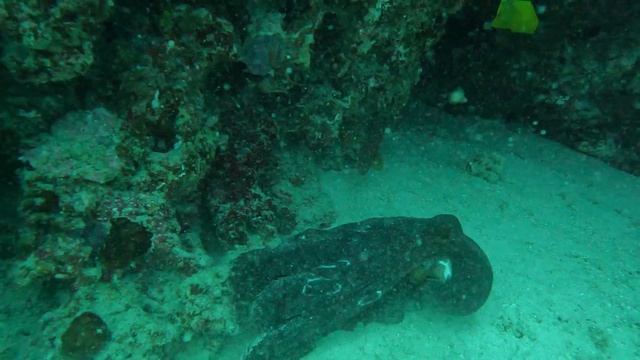 осьминог идущий мимикрирующий