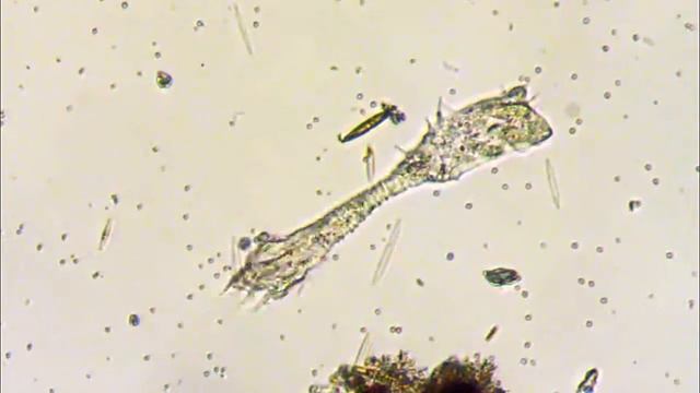 mayorellian series (afternoon amoebas) смотреть онлайн