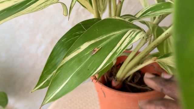 Alpinia Zerumbet Variegata / Shell Ginger: General Care Guide, Sunlight, Propagation, Fertilization смотреть онлайн