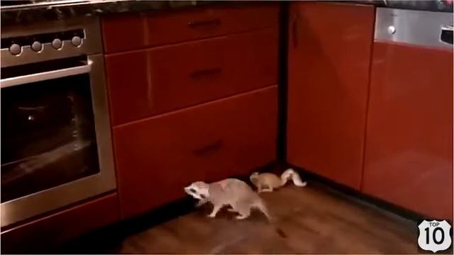 РЖАКА ДНЯ СУРИКАТы ПРОГОЛОДАЛИСЬ смешные животные 2015 смотреть онлайн