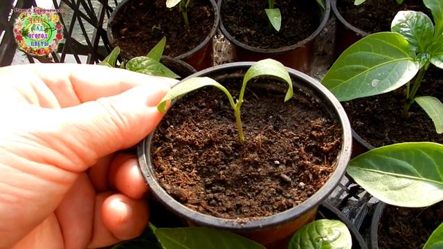 Почему отсутствует точка роста у растений рассады? смотреть онлайн