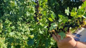 ЧТО ЛУЧШЕ ПОСАДИТЬ ПОД ОРЕХОМ ???