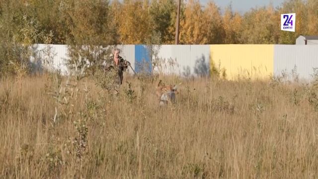 Помощь братьям нашим меньшим. Приют для собак в Сургуте нуждается в поддержке смотреть онлайн