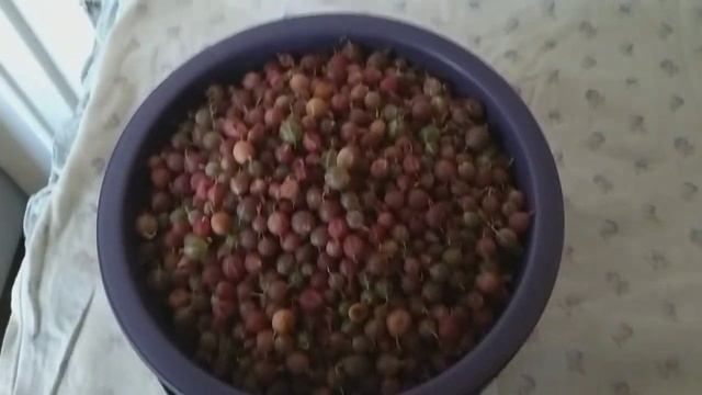 Крыжовник. Сбор и хранение! смотреть онлайн