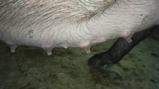 За сколько дней до опороса наливается вымя у свиноматки. 25 ноября 2021 г. смотреть онлайн