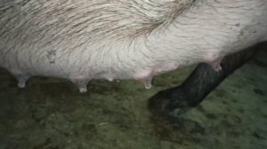 За сколько дней до опороса наливается вымя у свиноматки. 25 ноября 2021 г.