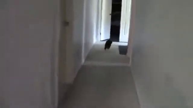 Шутка с кошками) смотреть онлайн
