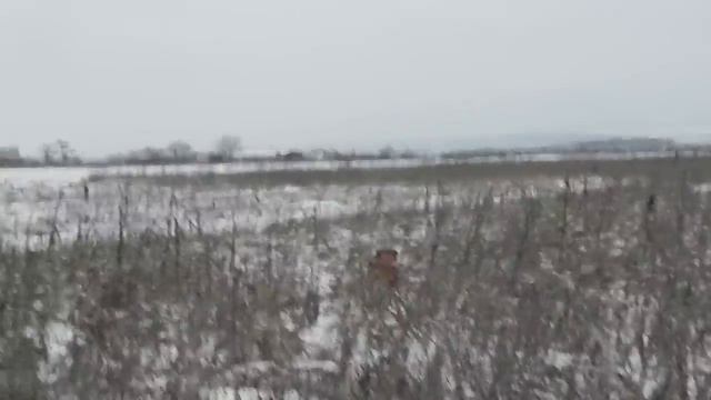 Xari (Ника): двойная работа смотреть онлайн