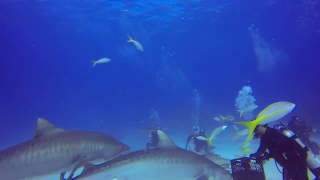 3 Tiger Sharks Stretching 1/2 Football Field Long - 12/2013 смотреть онлайн