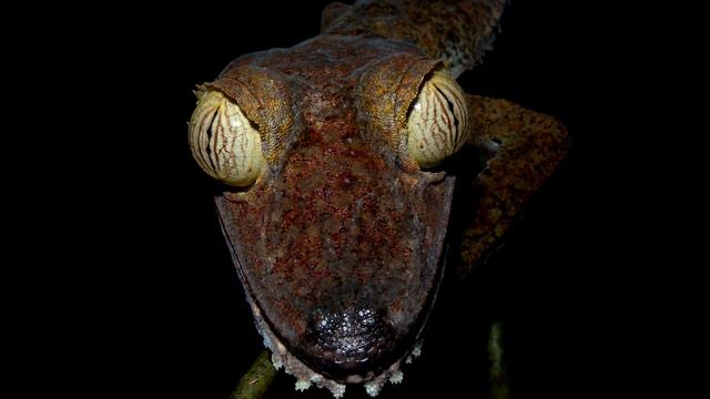 Leaf Tail Gecko facts: lizards with leafy tails | Animal Fact Files смотреть онлайн