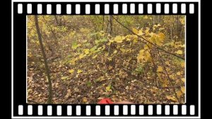 Антидог. Первый в России - уникальный шумовой баллончик Контроль-АС  от агрессивных животных.