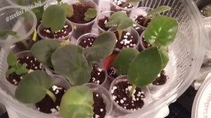 Фиалки! Выращивание черенков фиалок в тепличке