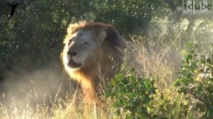Excellent Wild Lion Roar - Steaming Breath!