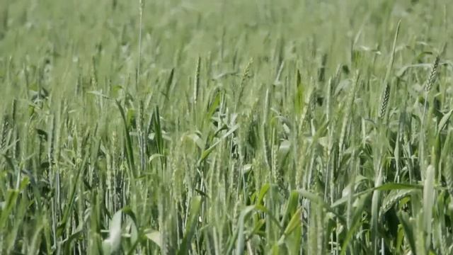 Татарские песни 2023. Самые красивые песни. Большой сборник песен №3 смотреть онлайн