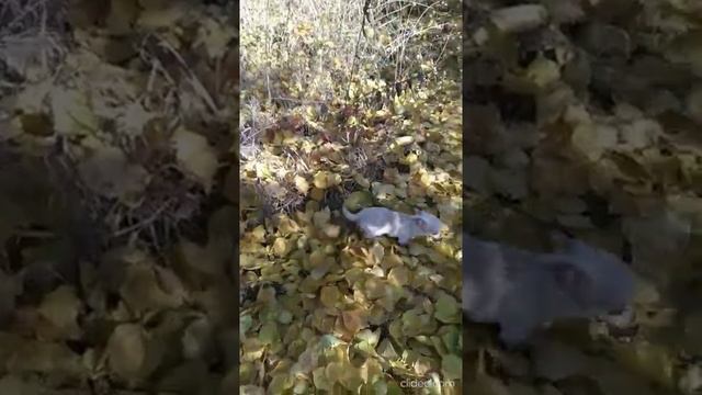 Мальчик чихуахуа, питомник в Кривом Роге. смотреть онлайн