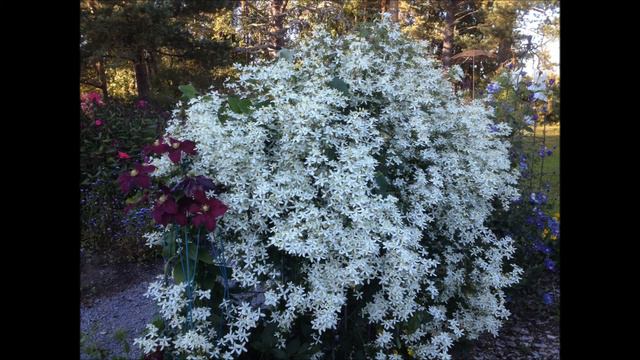 kärhöt clematis garden tour смотреть онлайн