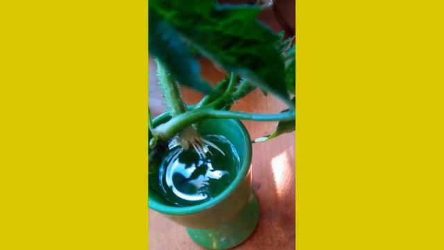 Интересный эксперимент с пасынками томатов. смотреть онлайн